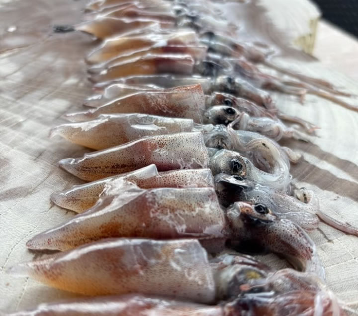 投稿についてもっと詳しく 2025春のメニュー